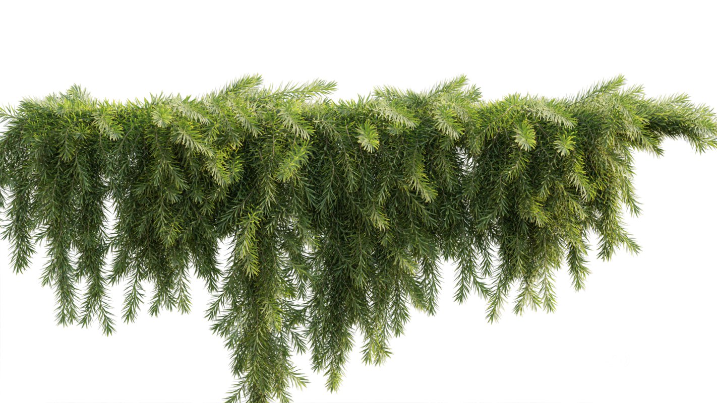 Collection 11 – Ground cover – Vines and Creepers Image 11