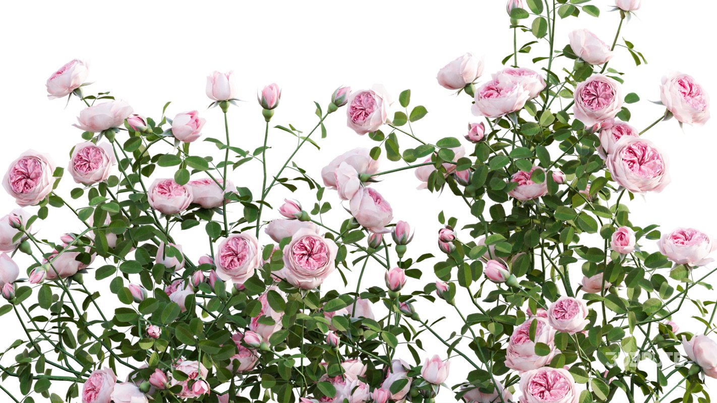 Collection 08 – Rose Garden Image 28