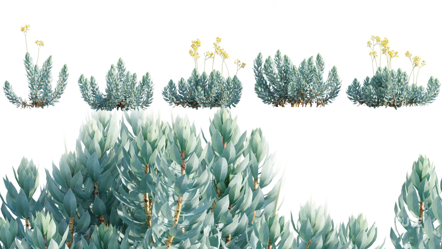 Collection 11 – Ground cover – Vines and Creepers Image 38