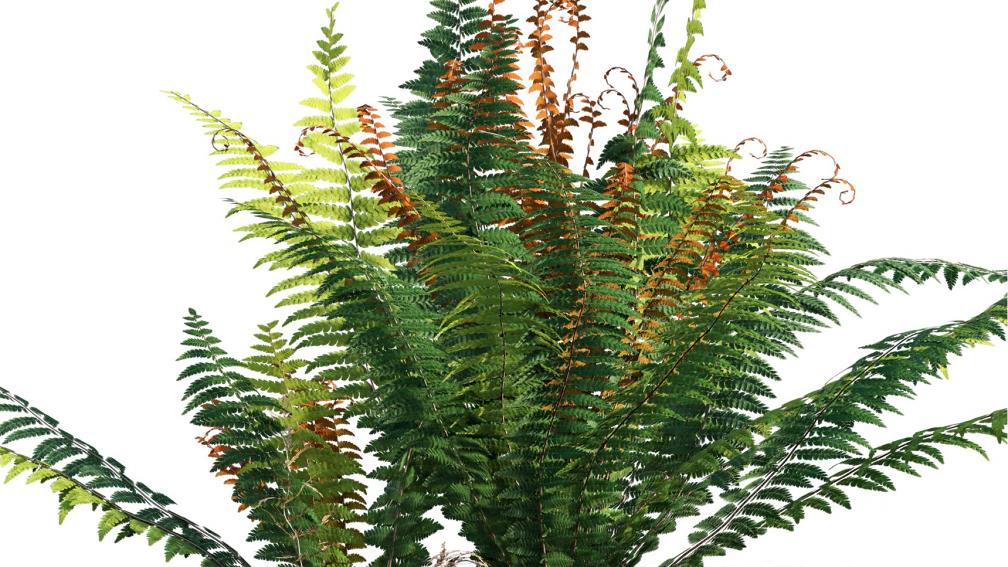 Collection 09 – Fern Garden Image 41