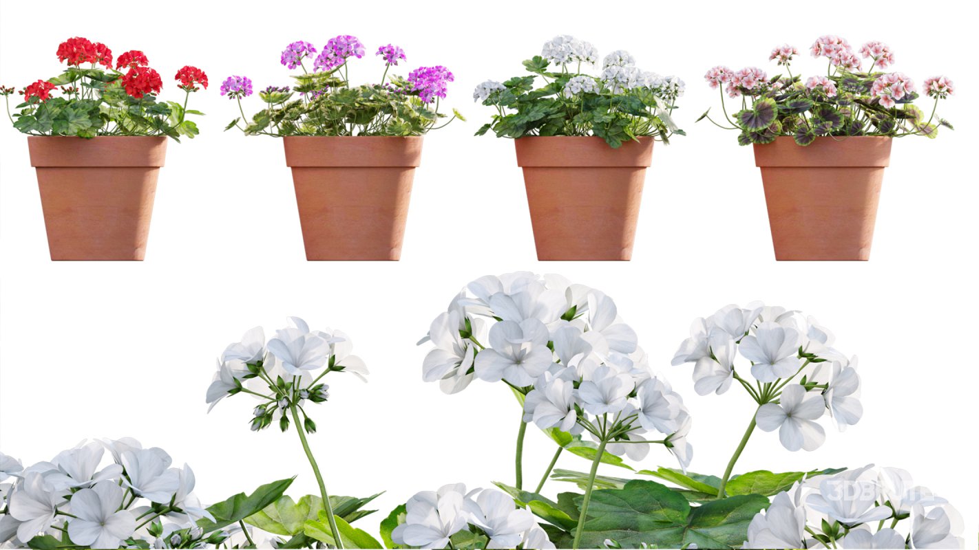 Collection 07 – Central America Garden Image 12