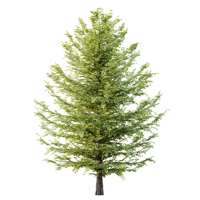 Tilia platyphyllos Tree 12 Image 1