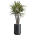 AV Indoor Plants Set 337 Dracaena Lemon and chefflera Umbrella and Rhapis Excelsa Palm - Thumbnail 1
