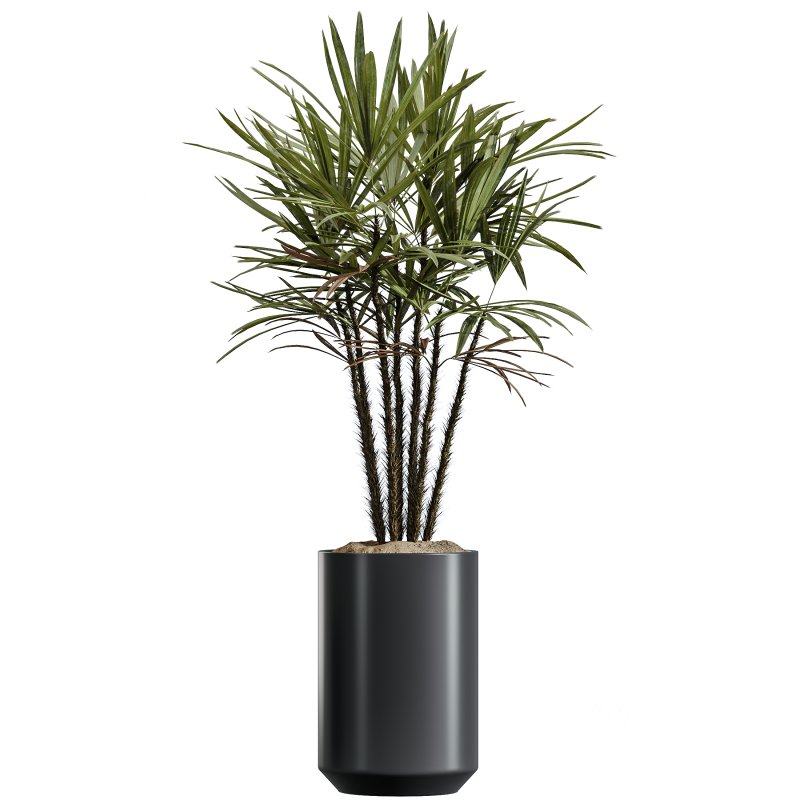 AV Indoor Plants Set 337 Dracaena Lemon and chefflera Umbrella and Rhapis Excelsa Palm Image 1