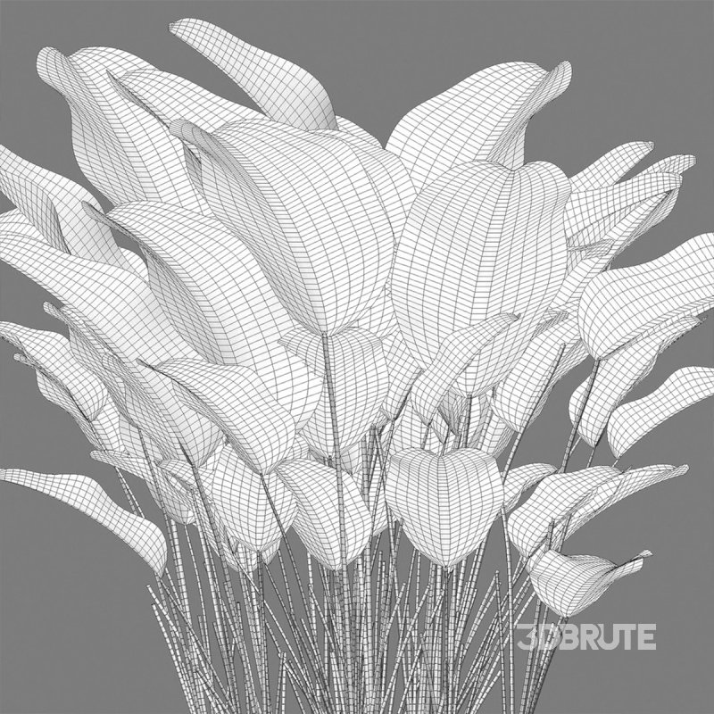 Calathea lutea – Cigar calathea Image 4