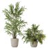 AV Indoor Plants Set 351 Dypsis Palm and Ficus Binnendijki and Ficus Cyathistipula and Elegant Monstera - Thumbnail 5