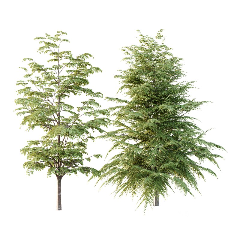 Different Trees 47 Image 4