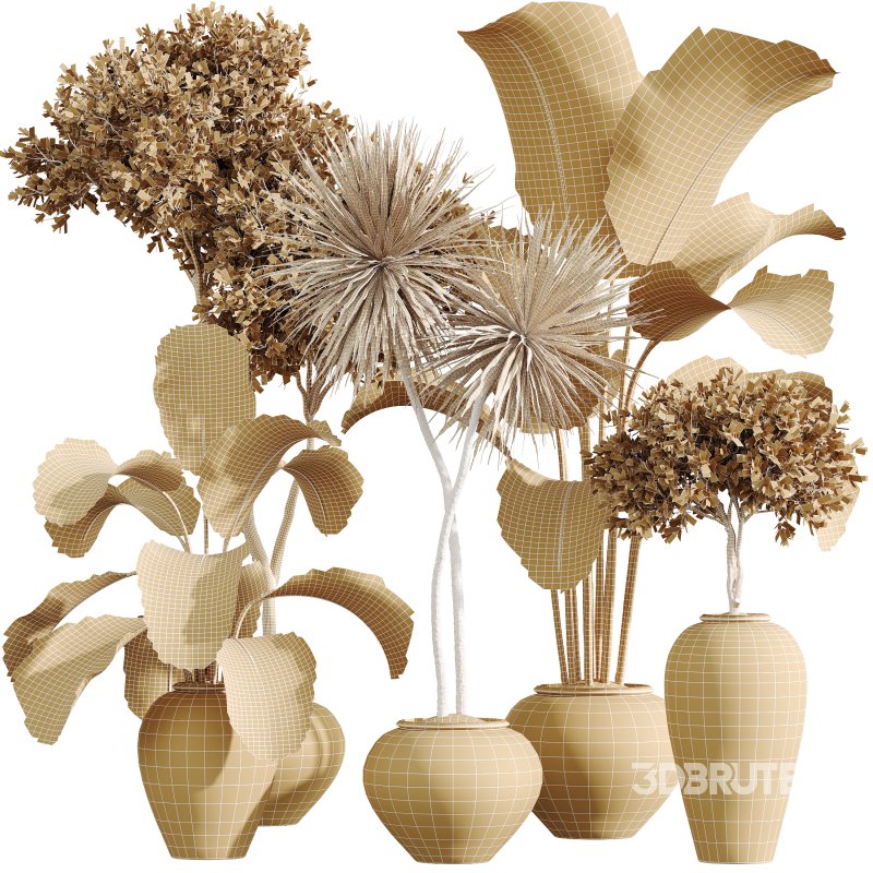 AV Indoor Plants Set 368 Olive Tree and Yucca Aloifolia Rostrata Palm and Calathea Lutea Image 7