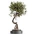 AV Indoor Plants Set 316 Retusa Microcarpa Bonsai Ginseng and Pinus Pentaphylla Bonsai - Thumbnail 2
