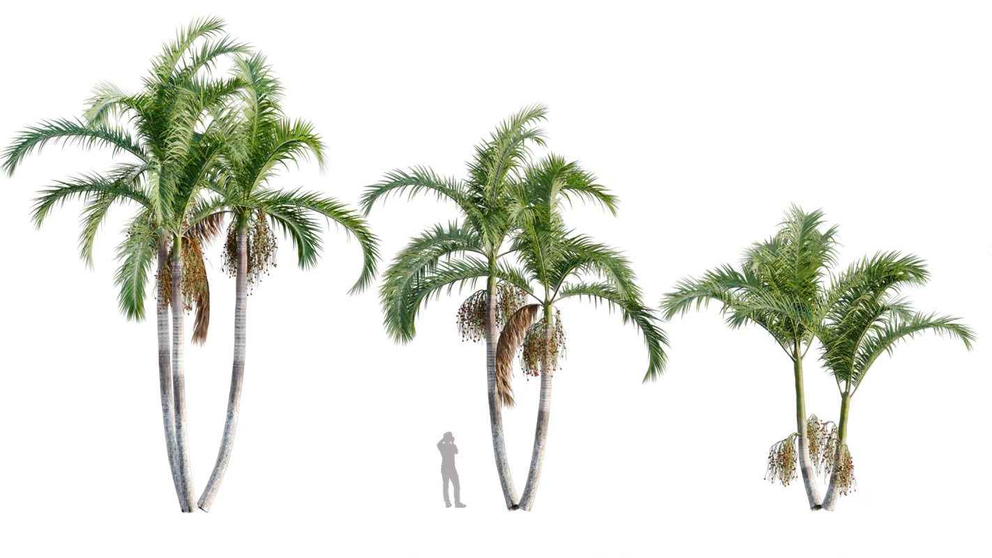 Collection 10 – Palm garden Image 6