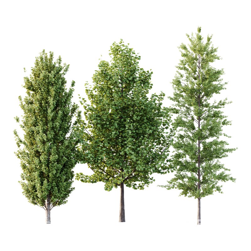 Different Trees 53 Image 4