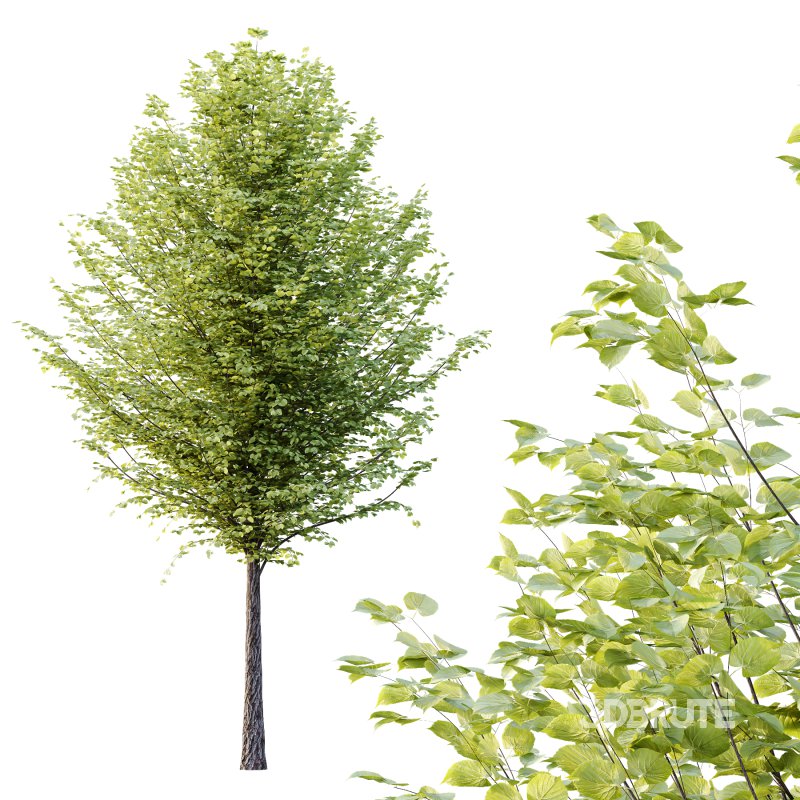 Tilia platyphyllos Tree 15 Image 5