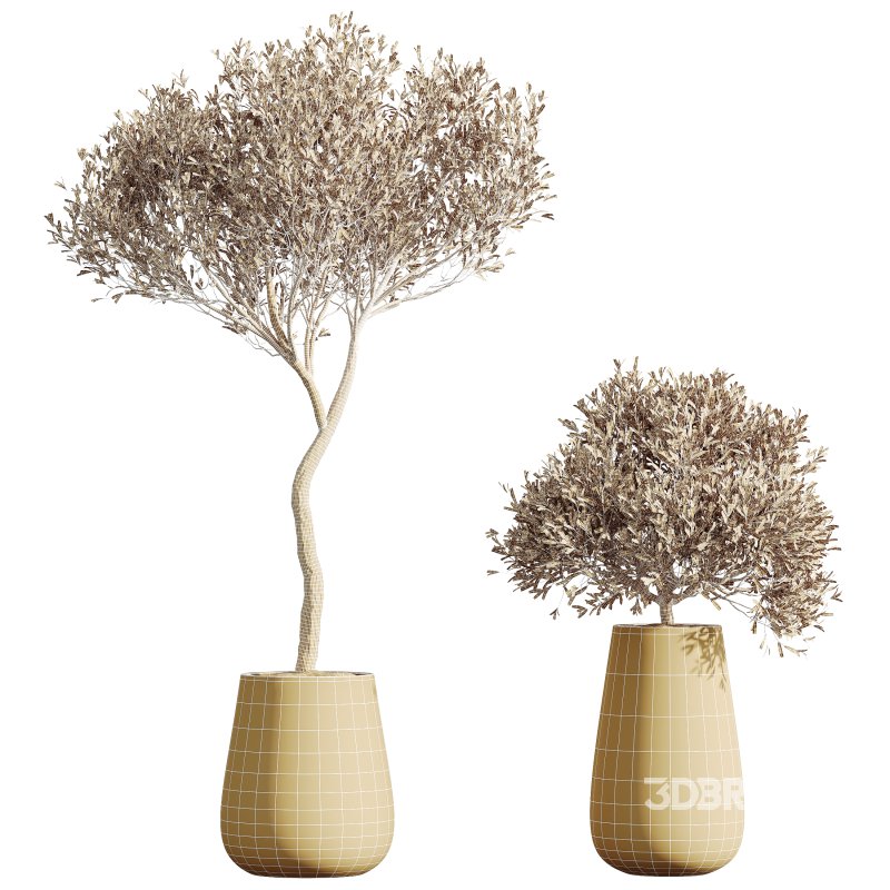 AV Indoor Plants Set 325 Alnus Glutinosa Alder and Mission Olive and Banana Nicolai Image 5