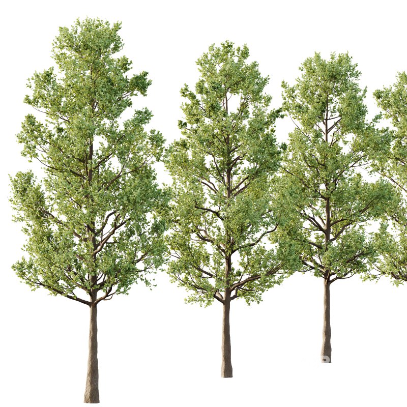 Tilia platyphyllos Tree 02 Image 3