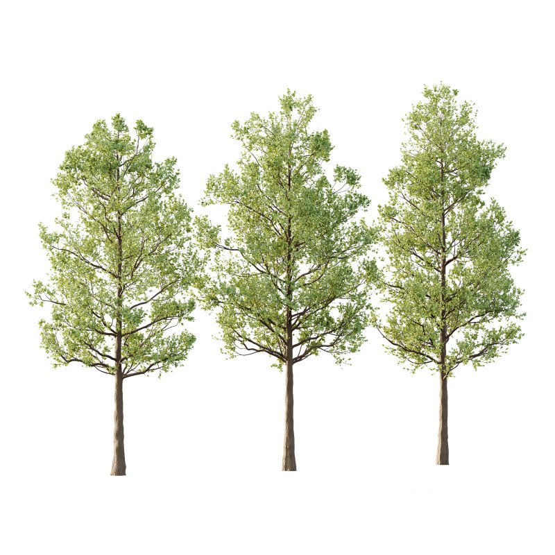 Tilia platyphyllos Tree 03 Image 1