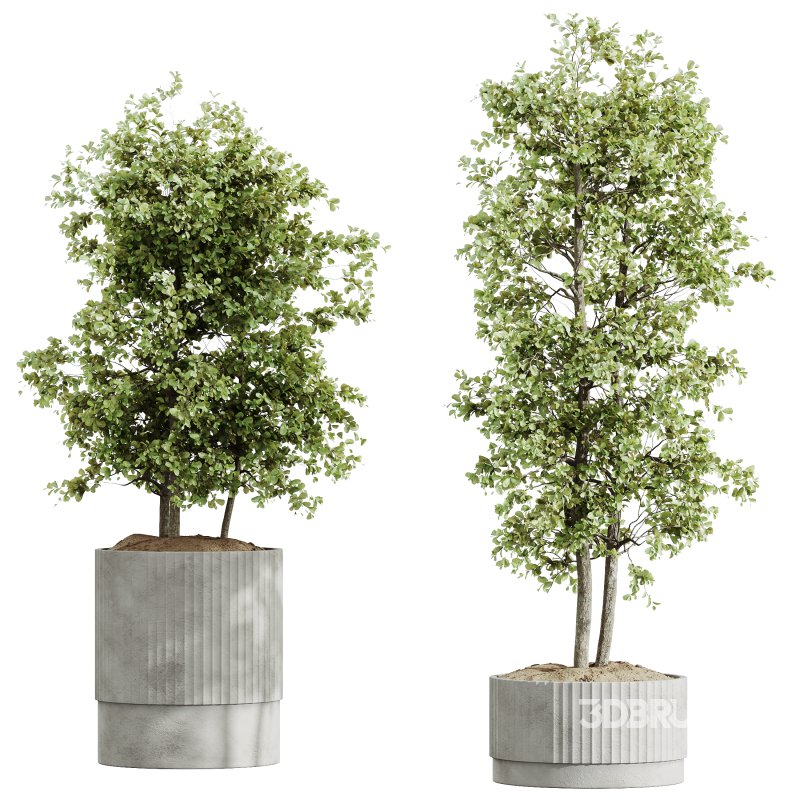 AV Indoor Plants Set 335 Banana Nicolai and Olive and Ficus Dracaena Marginata Image 5