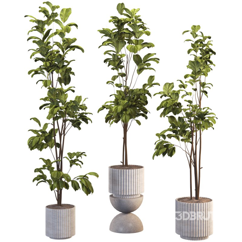 Bonsai Jungle Fiddle Ficus Tree Set Image 1