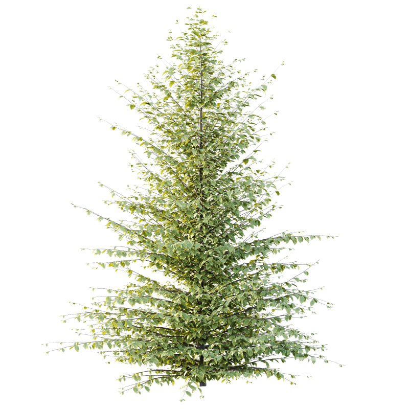 Different Trees 59 Image 4