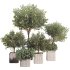 Lemon Tree in Pot Collection - Thumbnail 1