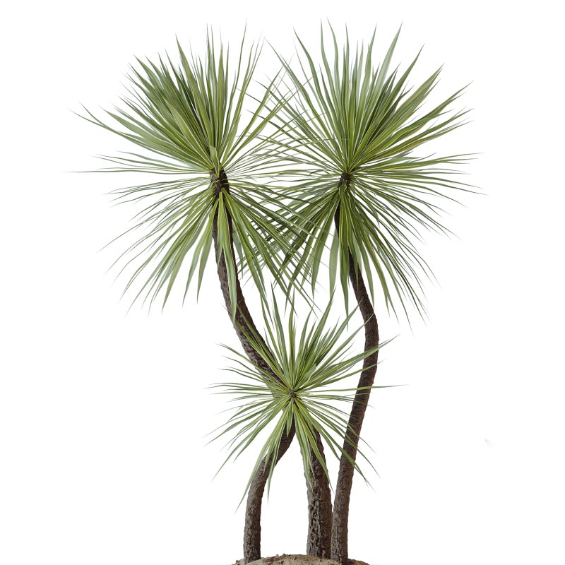 AV Indoor Plants Set 328 Olive and Yucca Rostrata Palm and Dracaena Lemon Image 2