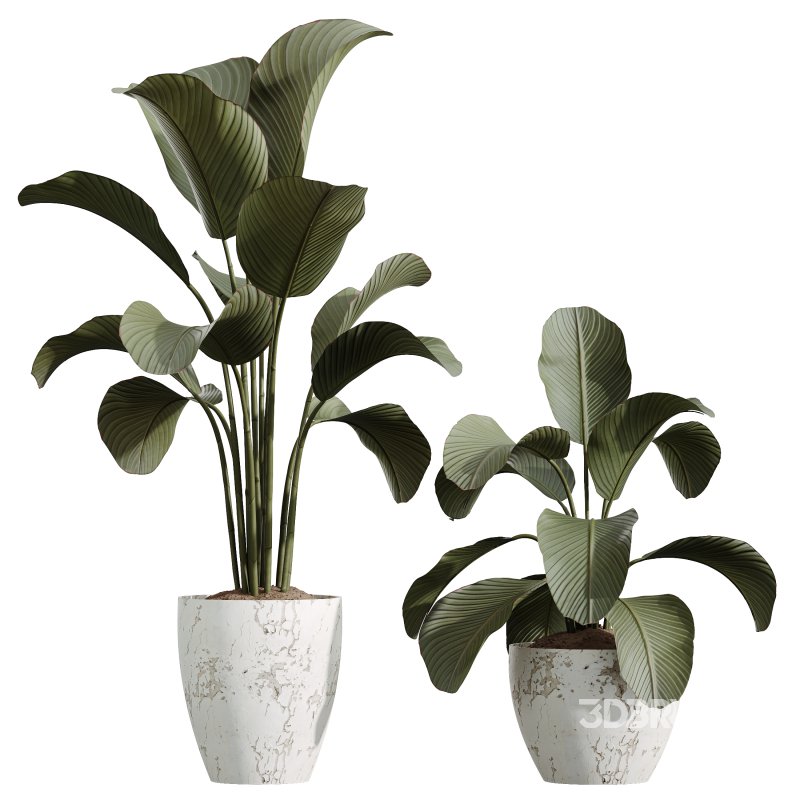 AV Indoor Plants Set 327 Mission Olive and Yucca Aloifolia Rostrata Palm and Lutea Cuban Cigar Image 4