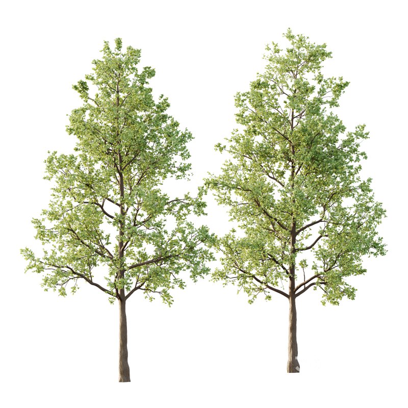 Tilia platyphyllos Tree 01 Image 3