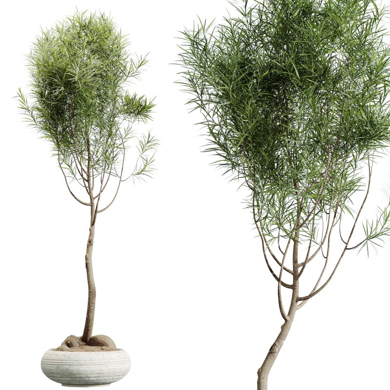 AV Indoor Plants Set 358 Ficus Dracaena Marginata and Banana Strelitzia Nicolai Image 7