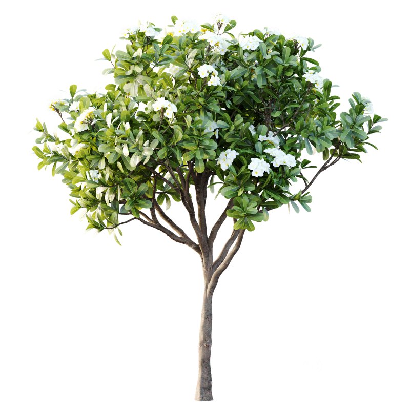 Plumeria Obtusa plant 05 Image 4