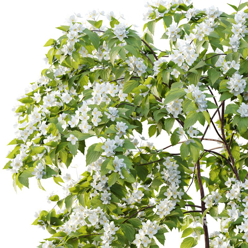 Philadelphia Bush 01 Image 5