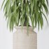 AV Indoor Plants Set 351 Dypsis Palm and Ficus Binnendijki and Ficus Cyathistipula and Elegant Monstera - Thumbnail 13