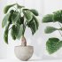 AV Indoor Plants Set 347 Arbequina Olive and Ficus Cyathistipula and Cunjevoi Alocasia and Yucca Palm - Thumbnail 3