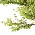 Sycamore Platanus Tree 02 - Thumbnail 3