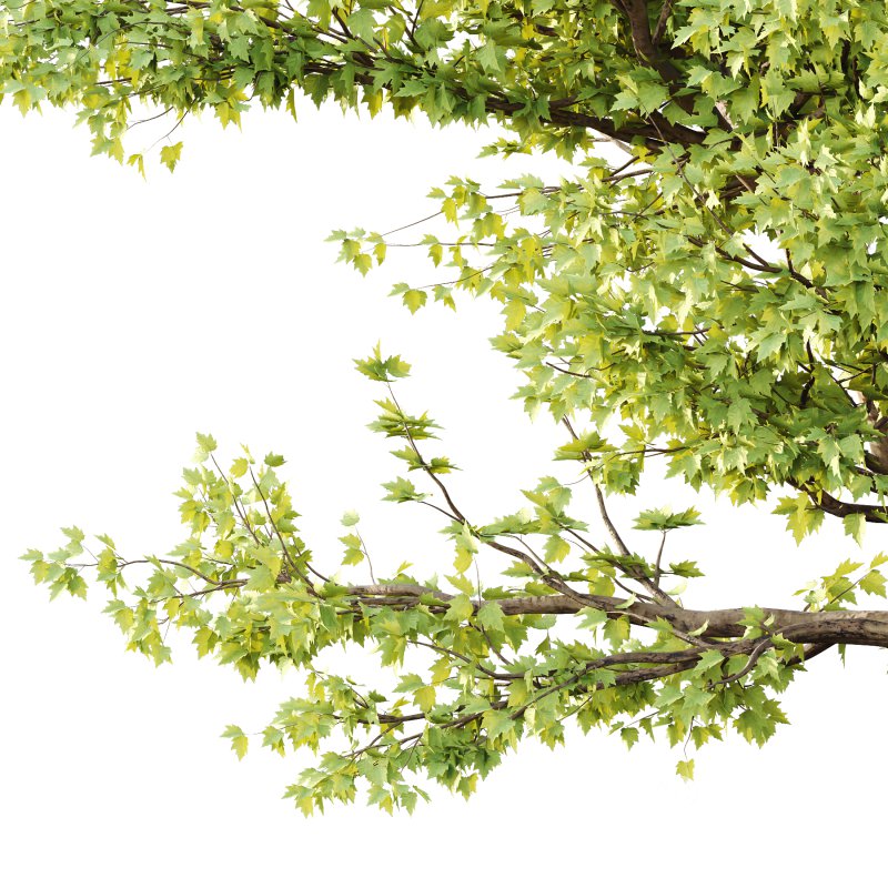 Sycamore Platanus Tree 02 Image 3