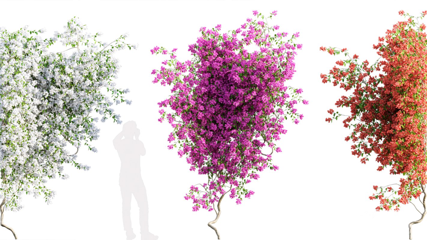 Collection 07 – Central America Garden Image 41