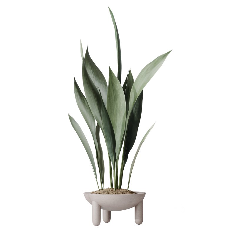 AV Indoor Plants Set 334 Aspidistra Elatior and Rubber Ficus Elastica and Ficus microcarpa Moclame Image 2