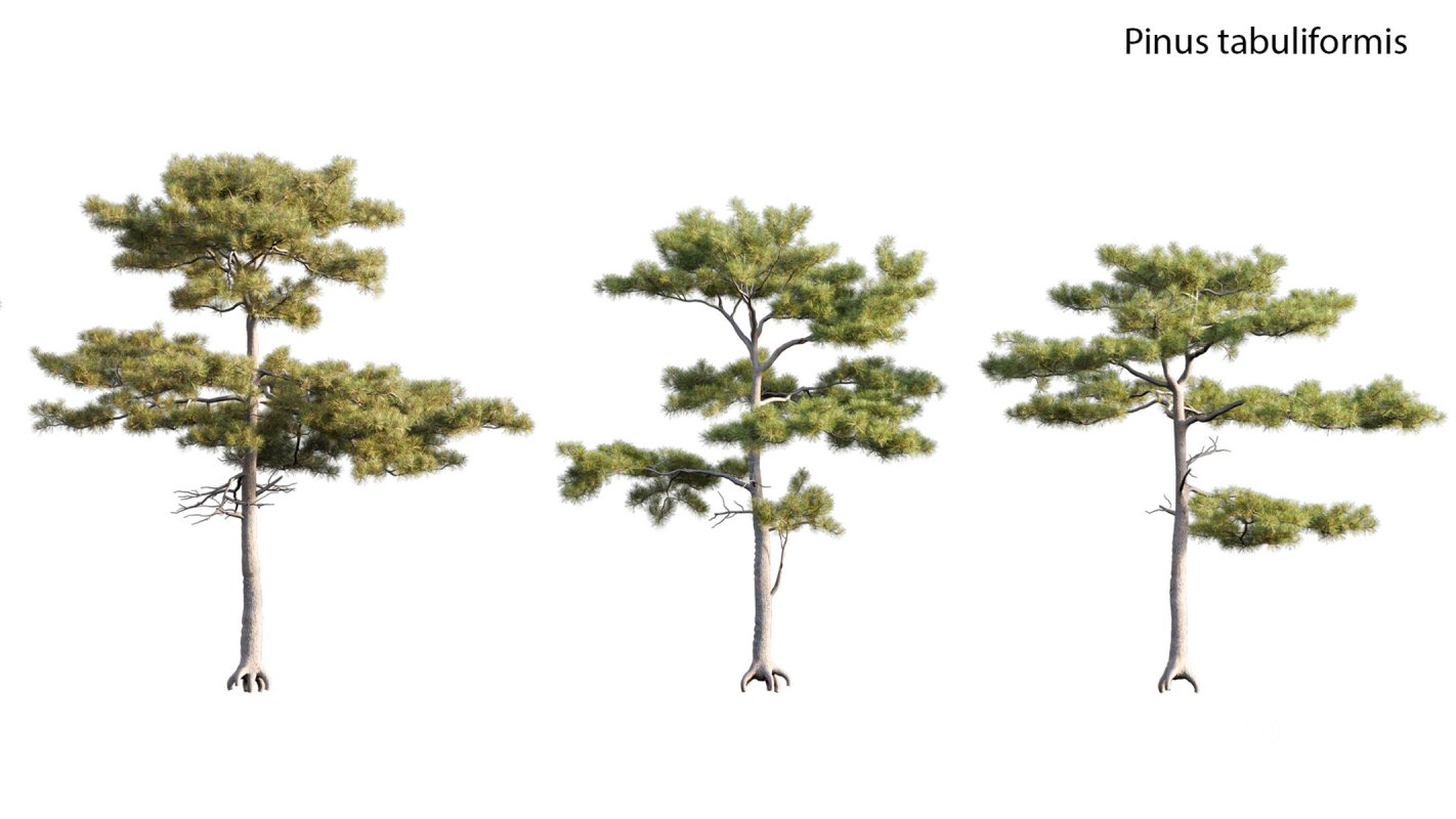 Collection 17 – Chinese garden Image 27