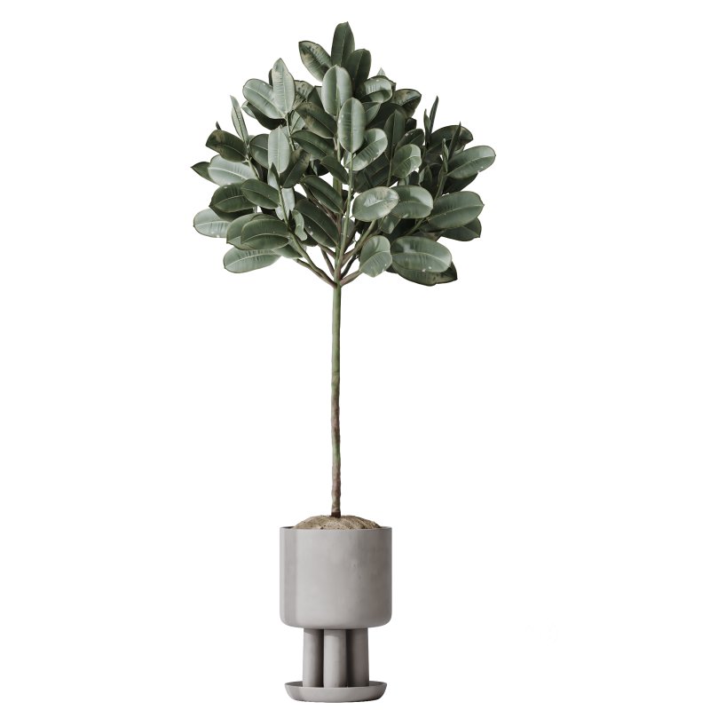 AV Indoor Plants Set 334 Aspidistra Elatior and Rubber Ficus Elastica and Ficus microcarpa Moclame Image 3