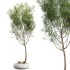 AV Indoor Plants Set 319 Japandi Decorative Minimalism Ficus Dracaena Marginata - Thumbnail 4