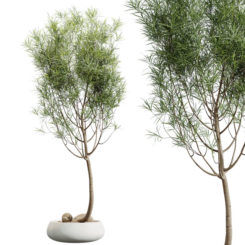 AV Indoor Plants Set 319 Japandi Decorative Minimalism Ficus Dracaena Marginata Image 4