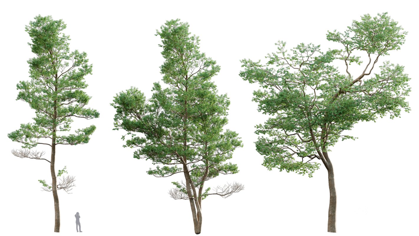 Collection 14 – English Garden Image 6