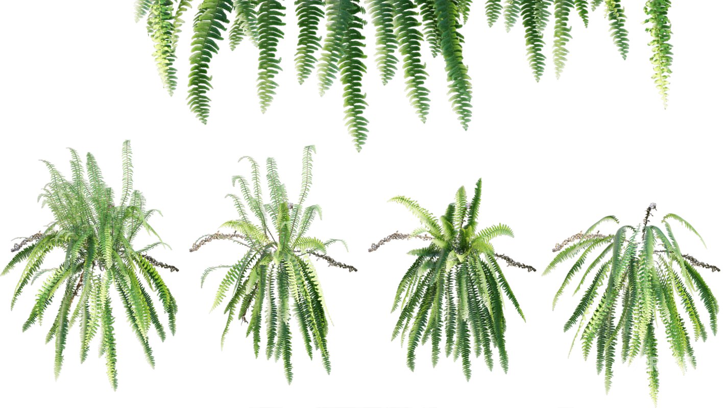 Collection 09 – Fern Garden Image 16