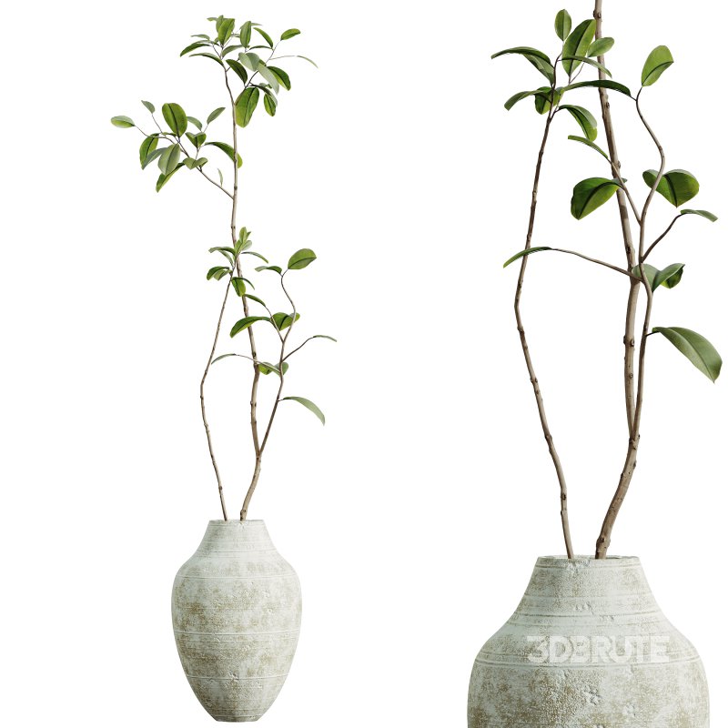 AV Indoor Plants Set 358 Ficus Dracaena Marginata and Banana Strelitzia Nicolai Image 12