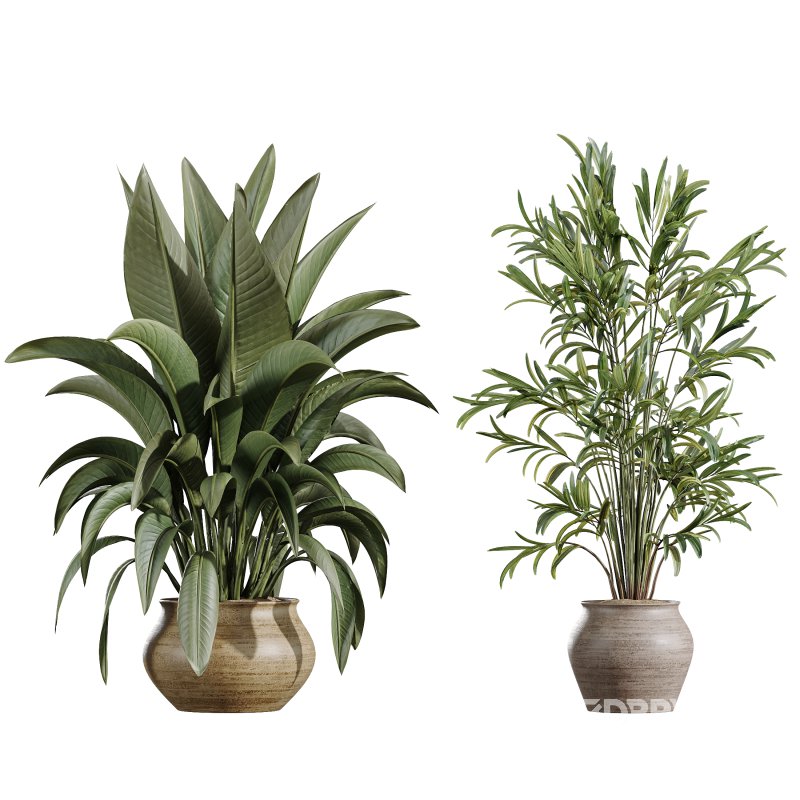 AV Indoor Plants Set 366 Briful Pachira and Areca Palm and Ficus microcarpa and Bird Of Paradise Image 7
