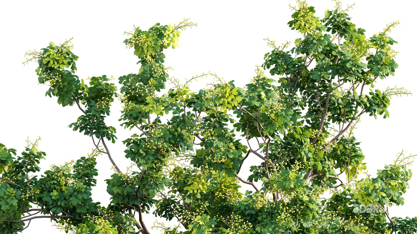 Collection 17 – Chinese garden Image 11