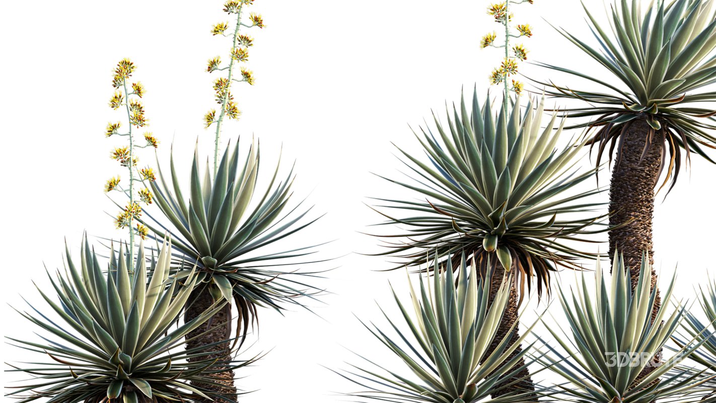 Collection 12 – Desert Garden Image 6