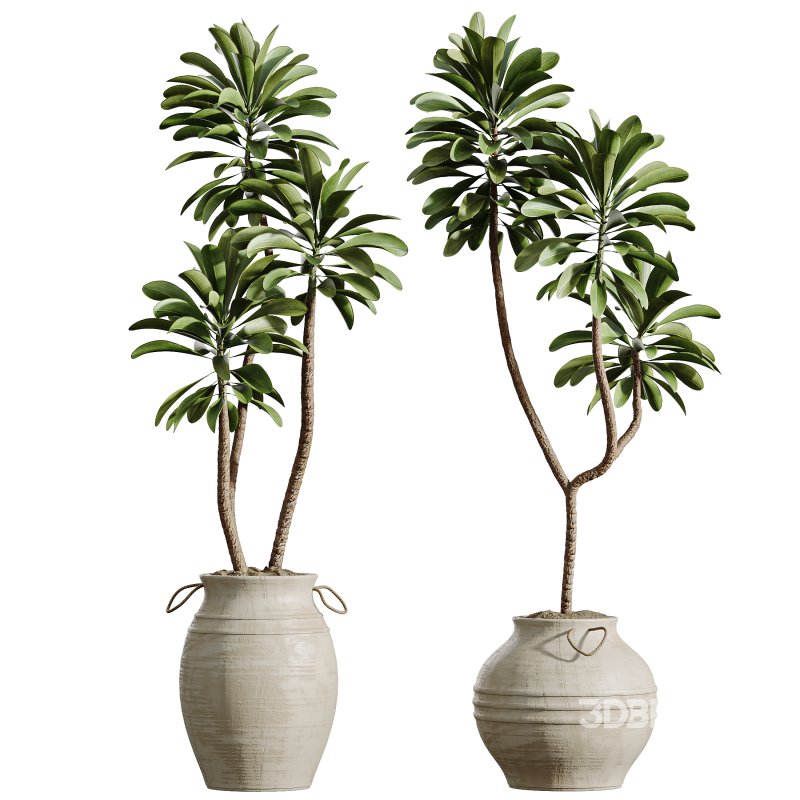 AV Indoor Plants Set 314 Spathiphyllum Wallisii and Cyara Areca Palm and Euphorbia Drupifera Image 3