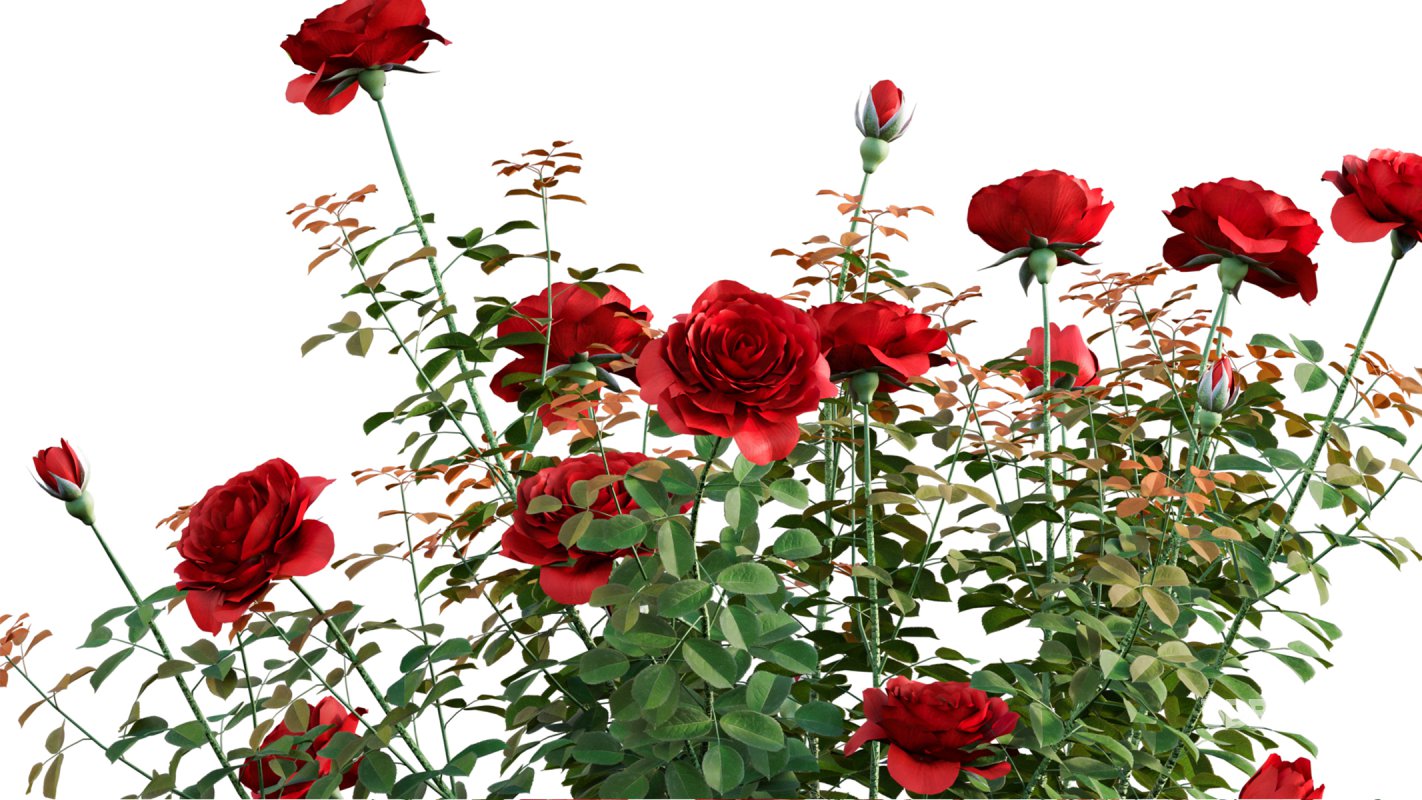 Collection 08 – Rose Garden Image 12