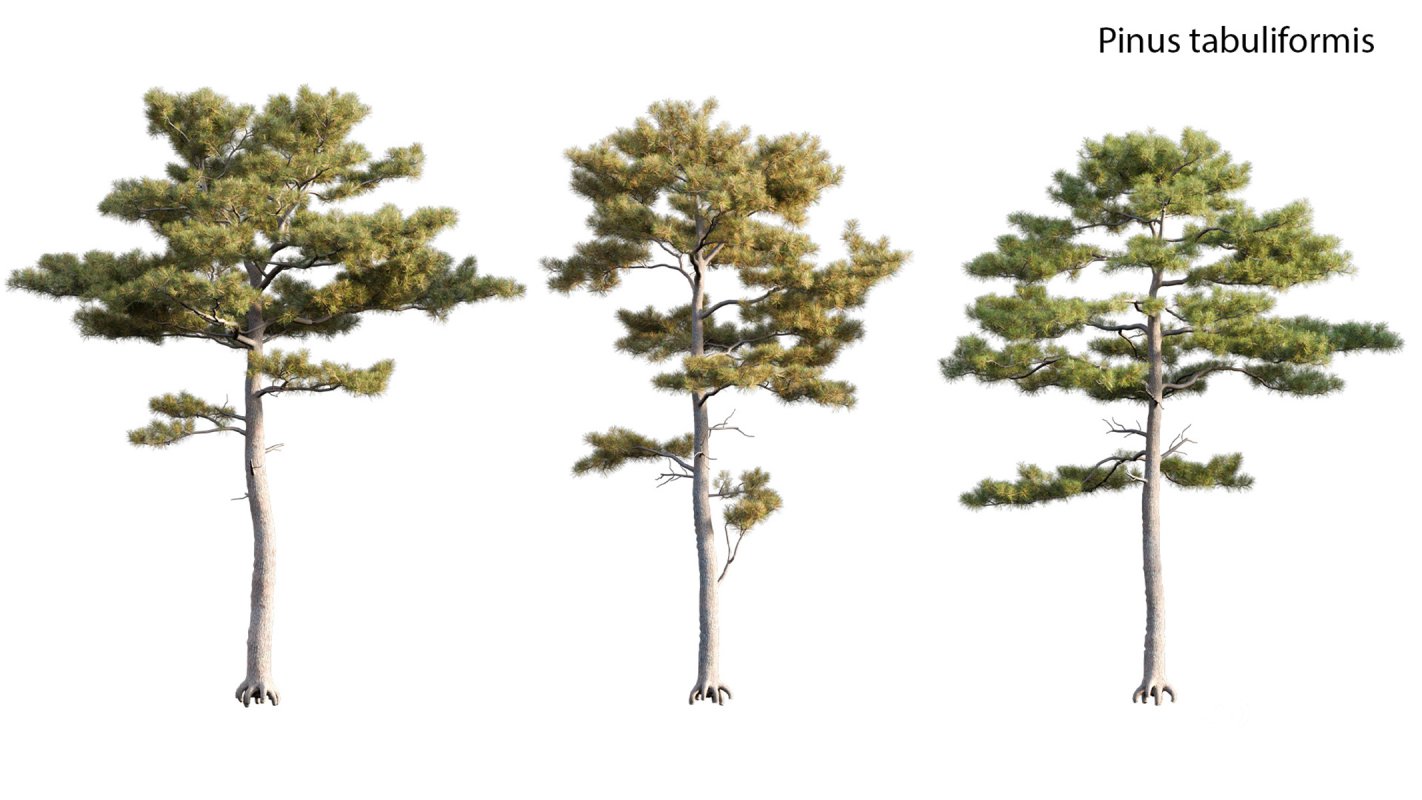 Collection 17 – Chinese garden Image 22