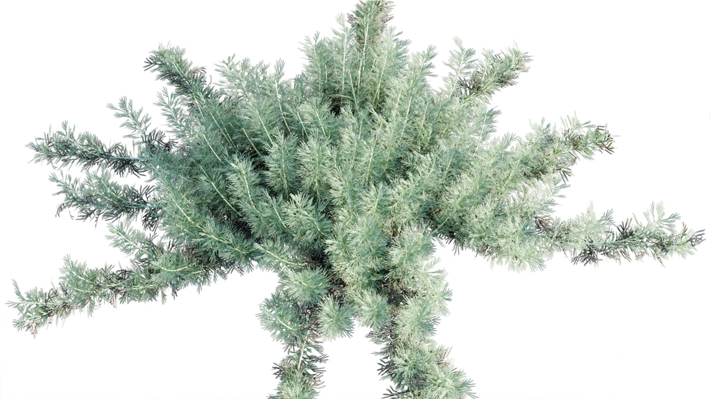 Collection 11 – Ground cover – Vines and Creepers Image 14