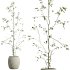 AV Indoor Plants Set 312 Japandi Decorative Minimalism Ficus Dracaena Marginata - Thumbnail 9